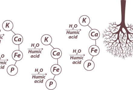 VAI TRÒ CỦA AXIT HUMIC ĐỐI VỚI CÂY TRỒNG