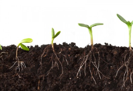 VAI TRÒ CỦA ACID FULVIC ĐỐI VỚI CÂY TRỒNG